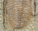 Acadoparadoxides Trilobite #58933-3